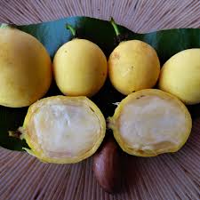 Image result for Garcinia sp. 1.