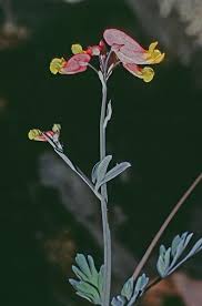 Image result for Xyris capnoides