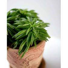 How i propagate my happy bean plant! Peperomia Ferreyrae Care Tips Growing The Pincushion Peperomia