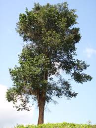 Image result for Acacia stuhlmannii