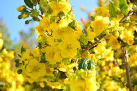 Image result for Ochna richardsiae