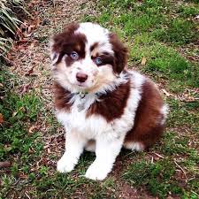If all the results of mini australian shepherd puppies for sale nc are not working with me, what should i do? Pin Van Jessica Sizemore Op Animalia Aussie Pups Mooie Honden Schattigste Honden