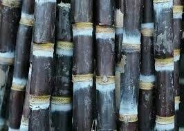Bolehkan ibu hamil minum teh manis? Manfaat Tebu Hitam Untuk Pengobatan Penyakit Ringan Dan Berat Atmago