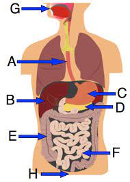 For decades, the united states and the soviet union engaged in a fierce competition for superiority in space. The Digestive System