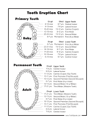 18 Baby Tooth Eruption Chart Funny Baby Tooth Eruption