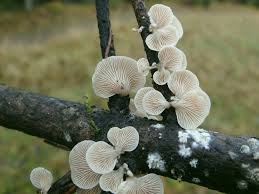 Image result for Crepidorhopalon