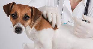 Ela reduz drasticamente a chance dele se posso levar meu cachorro pra passear depois da primeira vacina? Vacina Da Gripe Em Animais Digitalvet Clinica Especialidades Veterinarias