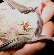 We would like to show you a description here but the site won't allow us. Wingless And Flightless Flies