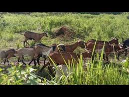 Complete the don't panic achievement pressing special causes a whale to fall from the sky. Video Goat Free