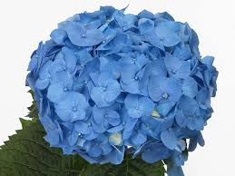 Image result for Hydrangea macrophylla bela obrázek
