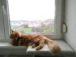 We have cats waiting to meet you in our adoption center. Caring For Maine Coon Cat In Germany Or Anywhere Else