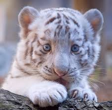 Aaaw the white one <3. White Tiger Cub Cats Animals Background Wallpapers On Desktop Nexus Image 2558731