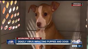 Find 240 listings related to teacup puppies for adoption in indianapolis on yp.com. Deadly Virus Impacting Thousands Of Dogs Indianapolis Animal Shelters Clinics Say