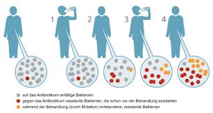 Antibiotika werden bei lungenerkrankungen dann eingesetzt, wenn sich bakterien in der lunge zunehmend vermehren und dadurch entzündungen auslösen. Wie Entstehen Antibiotikaresistenzen