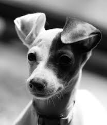 Black And White Hound Kira Grey Hound Dog Hound Puppies Cute Dogs