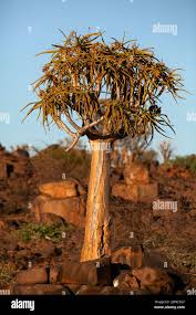 Image result for Cyphostemma hermannioides