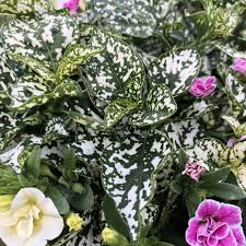 Image result for Hippocratea pallens