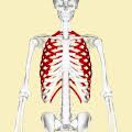 It is broad and flat, its surfaces looking upward and journal of anatomy and physiology. Rib Wikipedia