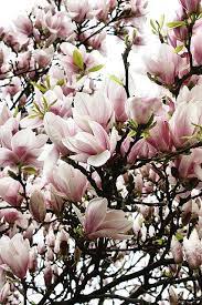 Magnolia Magnolia Trees Magnolia Flower Beautiful Flowers