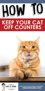 How Do I Keep Cats Off The Counter Cat Training Cat Care Tips Cat Care