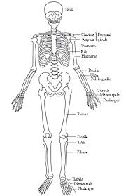 Skeletons In Animals