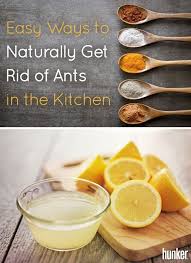 Easy Ways To Naturally Get Rid Of Ants In The Kitchen Hunker Get Rid Of Ants Rid Of Ants Home Remedies For Ants