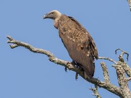 Image result for Gutenbergia rueppellii