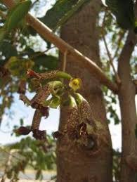 Image result for Markhamia zanzibarica