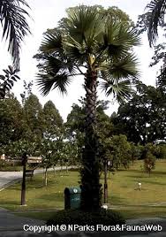 Image result for Borassus