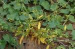 Image result for Gisekia africana