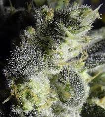 How To Increase Thc When Growing Weed | Grow Weed Easy