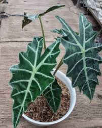 Tanaman ini juga dikenal dengan nama keladi batik, pasalnya daunnya. Dulu Tanaman Liar Jenis Bunga Keladi Mahal Bisa Rp 4 Jutaan Popmama Com