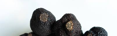 L'arrivée de la truffe chinoise ou tuber indicum sur notre territoire fait souffler un vent de panique chez les truffiers français. Accueil La Truffe Du Perigord Noir