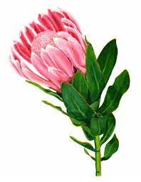 Pin By Rosemarie Mccallum On Protea Art Protea Art Flower Painting Watercolor Flowers Paintings