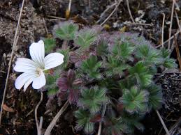 Image result for Geranium mlanjense