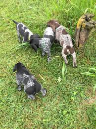 German Shorthaired Pointer Puppy S 6 Wk Old