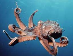 Nak tahu macamana nak pancing sotong kurita jemput lah tonton! Sotong Kurita