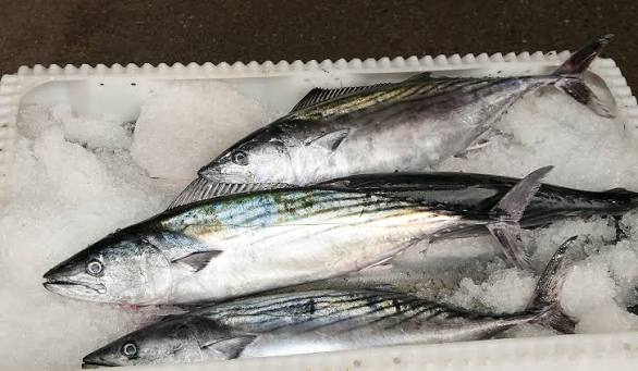 Atlantic Bonito | Institute of Marine Research