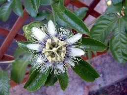 Passion Fruits Flower Funny Passion Fruit Flower Passion Flower Flowers