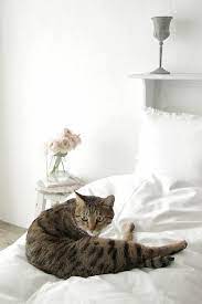ねこインテリア vol 17 fancy cats pretty cats cute cats and kittens