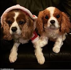 During the puppy phase of a dog's life is the perfect time to help your puppy develop good habits; Bethany S Blog Dog Training For Utah County