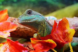 The costs to buy the animals and wildlife was collected from the exotic animals were bought for a variety of reasons, such as for medical purposes to keeping the animal as an exotic pet. Here S What You Need To Know About Exotic Pets In Australia Rent Blog