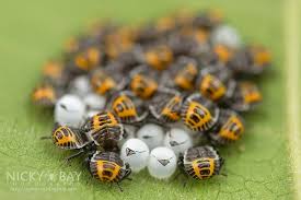 Halyomorpha Halys Bmsb Beaded Bracelets Beaded Bmsb