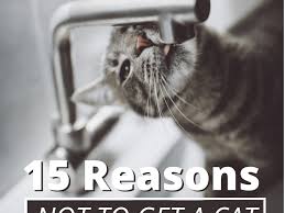 Over the years, pets have evolved from being a strange and wonderful distraction to an integral part of families all over the world. 15 Reasons Not To Have A Pet Cat Pethelpful By Fellow Animal Lovers And Experts