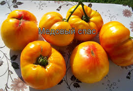 Выращивала в 2013году садила три куста, один в грунт, два в теплицу. Tomaty