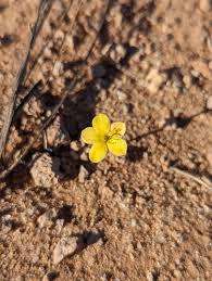 Image result for Talinum crispatulum