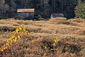 Image result for tbn:cRxpWML3C6TQFM::farm3.static.flickr.com/2382/2420623259_e3c8cd4fd8.jpg