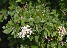 עוזרר אדום חיפוש Google Plants Herbs Flowers