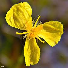 Image result for Xyris peteri