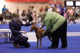 Finding The Right Dog Show Mentor American Kennel Club Dog Show American Kennel Club Dogs